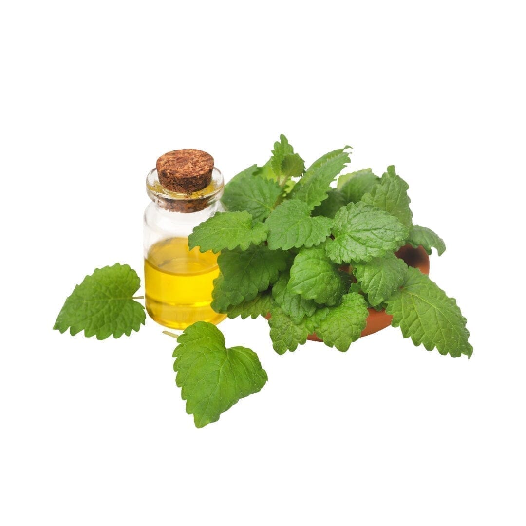 Bulk Herbs & Roots - 4oz Bulk Herb Herbal Goodness Lemon Balm 