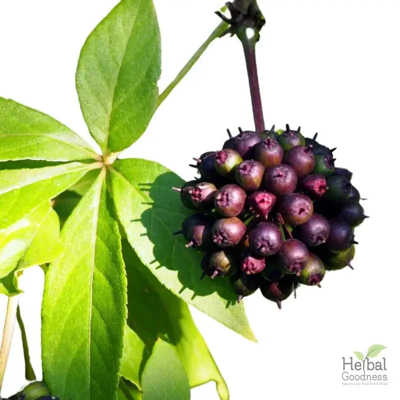 Bulk Herbs & Roots - 4oz Organic bulk teas for digestion, energy, detox Bulk Herb Herbal Goodness Eleuthero Siberian Ginseng 