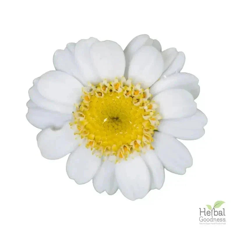 Bulk Herbs & Roots - 4oz Organic bulk teas for digestion, energy, detox Bulk Herb Herbal Goodness Feverfew Leaf 