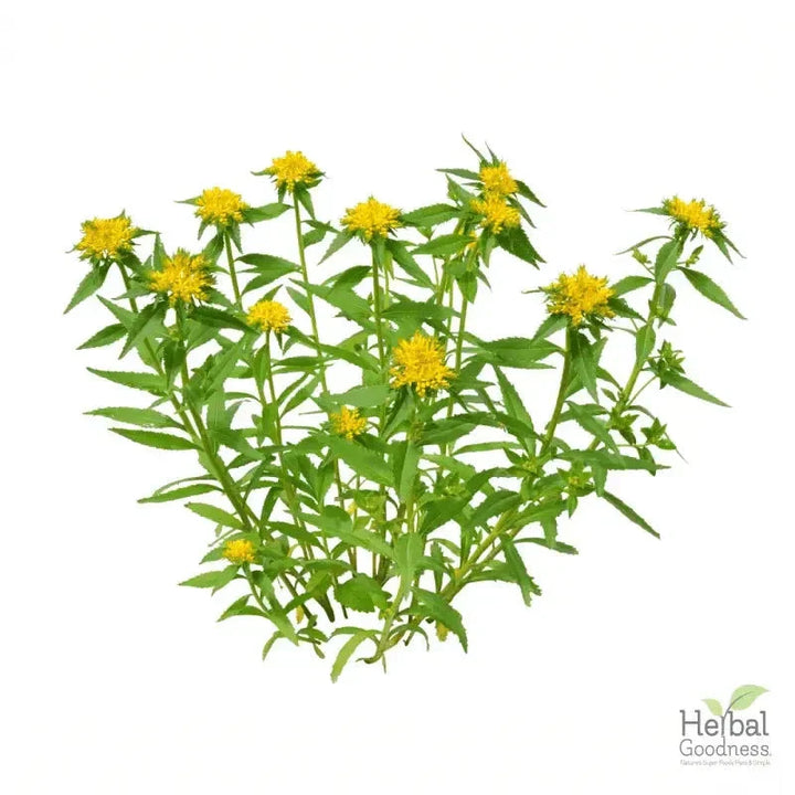 Bulk Herbs & Roots - 4oz Organic bulk teas for digestion, energy, detox Bulk Herb Herbal Goodness 