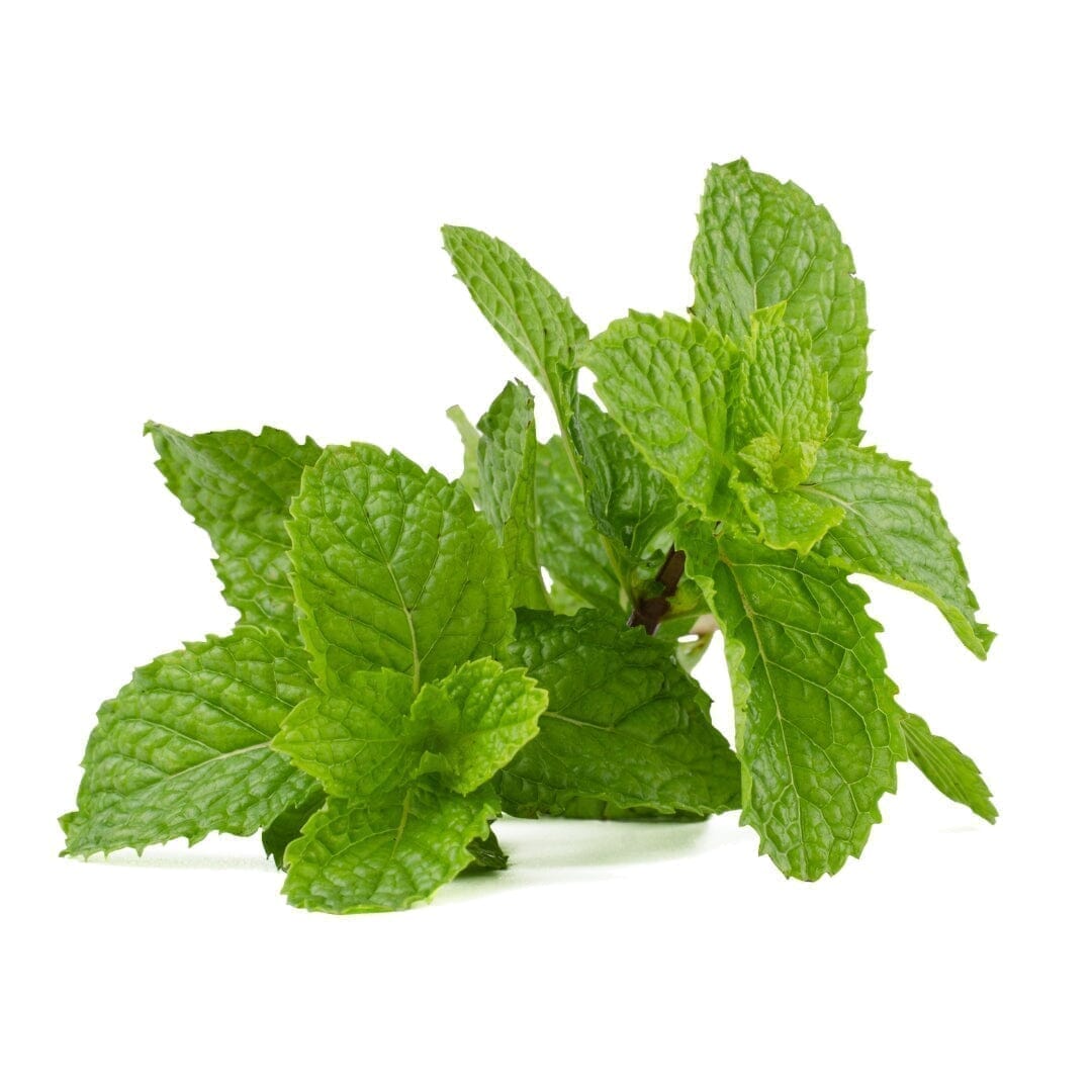 Bulk Herbs & Roots - 4oz Bulk Herb Herbal Goodness Peppermint Leaf 