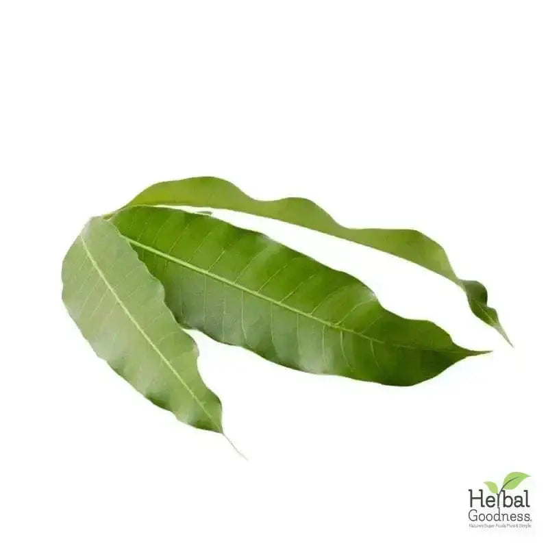 Bulk Herbs &amp; Roots - Organic 4oz Bags - Herbal Tea Bulk Herb Herbal Goodness Mango Leaf 
