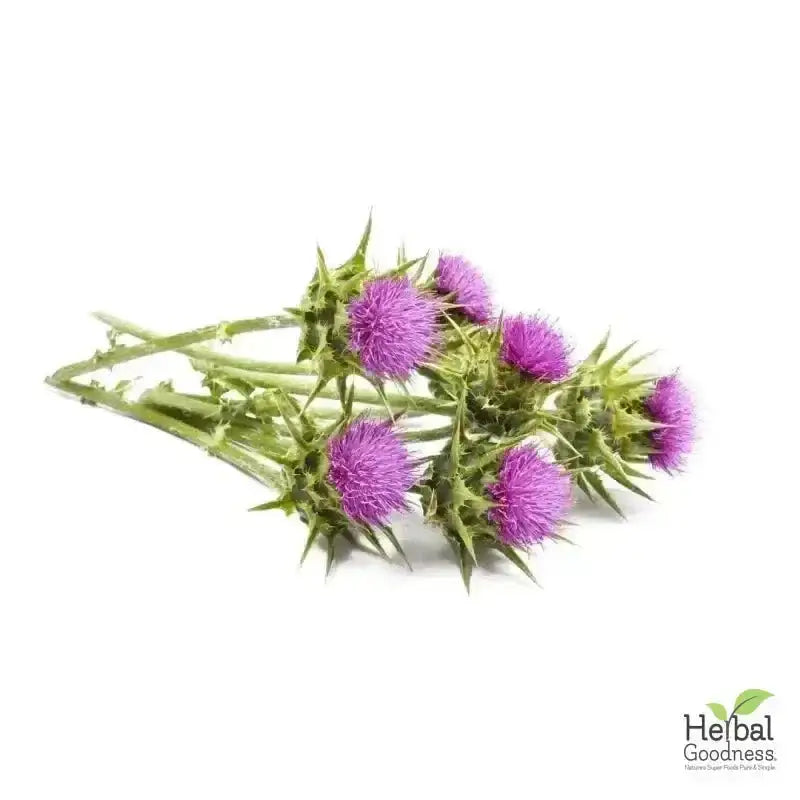 Bulk Herbs &amp; Roots - Organic 4oz Bags - Herbal Tea Bulk Herb Herbal Goodness Milk Thistle 