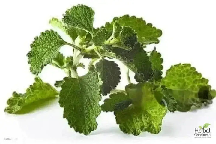 Bulk Herbs &amp; Roots - Organic 4oz Bags - Herbal Tea Bulk Herb Herbal Goodness Horehound Leaf 