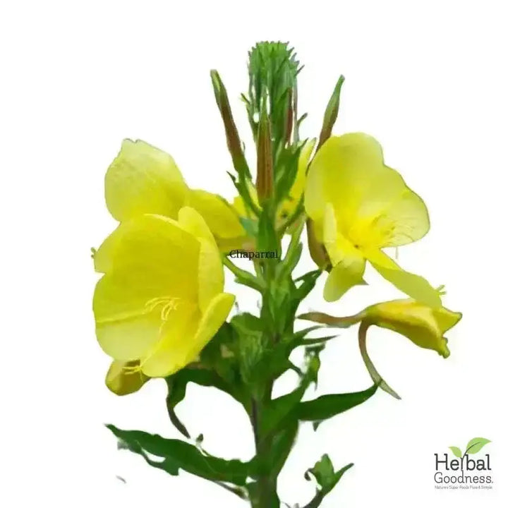 Bulk Herbs &amp; Roots - Organic 4oz Bags - Herbal Tea Bulk Herb Herbal Goodness Chaparral 