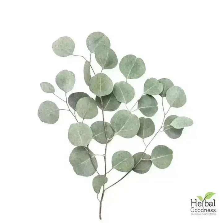 Bulk Herbs & Roots Online for Tea, Tinctures & DIY Wellness - Organic 4oz Bags Bulk Herb Herbal Goodness 