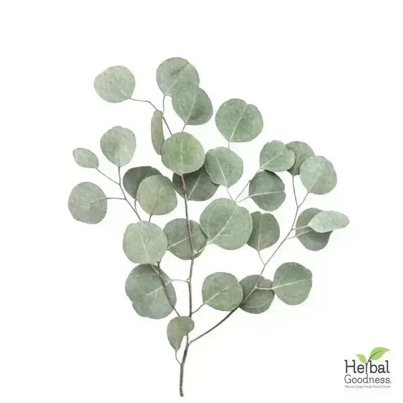 Bulk Herbs &amp; Roots - Organic 4oz Bags - Herbal Tea Bulk Herb Herbal Goodness 