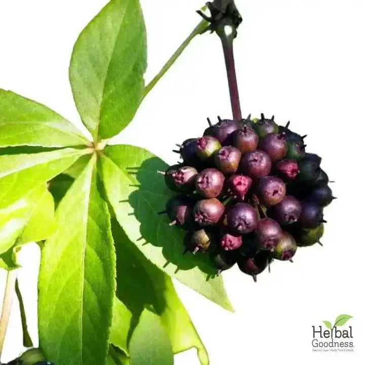 Bulk Herbs &amp; Roots - Organic 4oz Bags - Herbal Tea Bulk Herb Herbal Goodness 