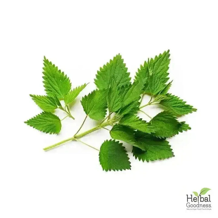 Bulk Herbs &amp; Roots - Organic 4oz Bags - Herbal Tea Bulk Herb Herbal Goodness Nettle Leaf 