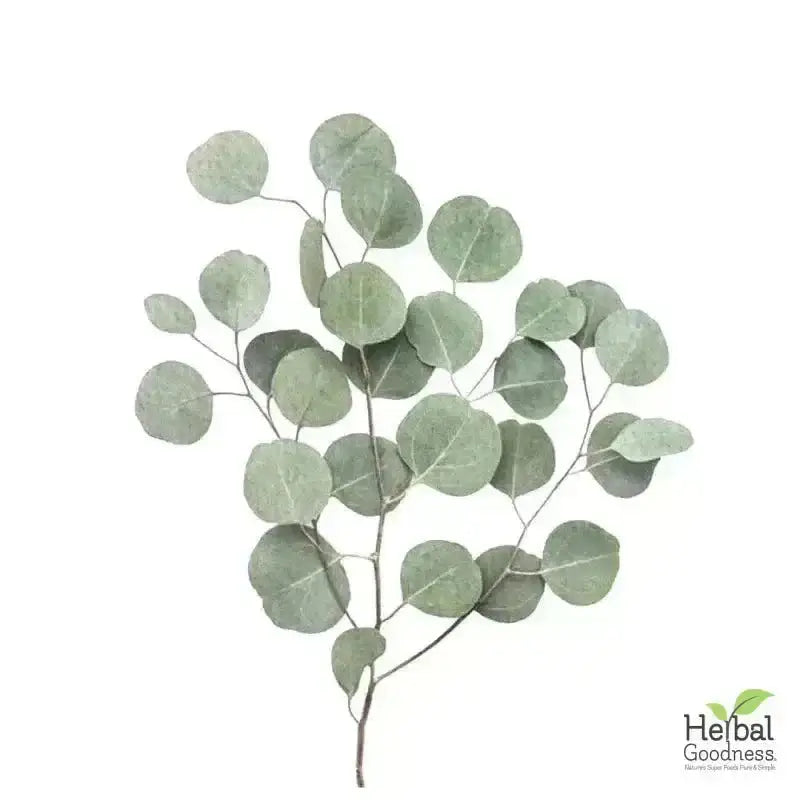 Bulk Herbs &amp; Roots - Organic 4oz Bags - Herbal Tea Bulk Herb Herbal Goodness Eucalyptus Leaf 