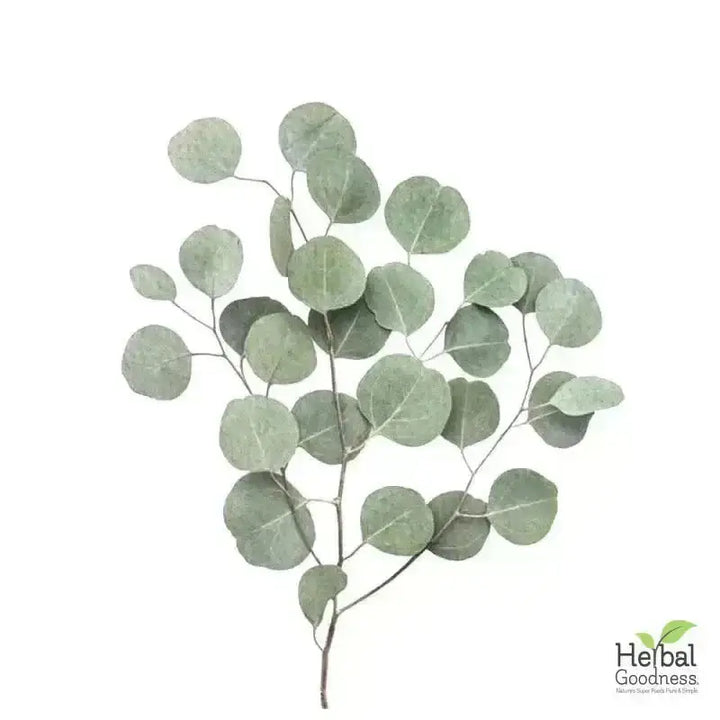 Bulk Herbs &amp; Roots - Organic 4oz Bags - Herbal Tea Bulk Herb Herbal Goodness Eucalyptus Leaf 