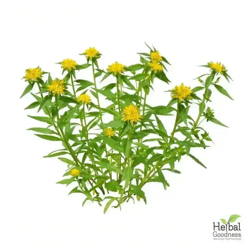 Bulk Herbs &amp; Roots - Organic 4oz Bags - Herbal Tea Bulk Herb Herbal Goodness Rhodiola Root 