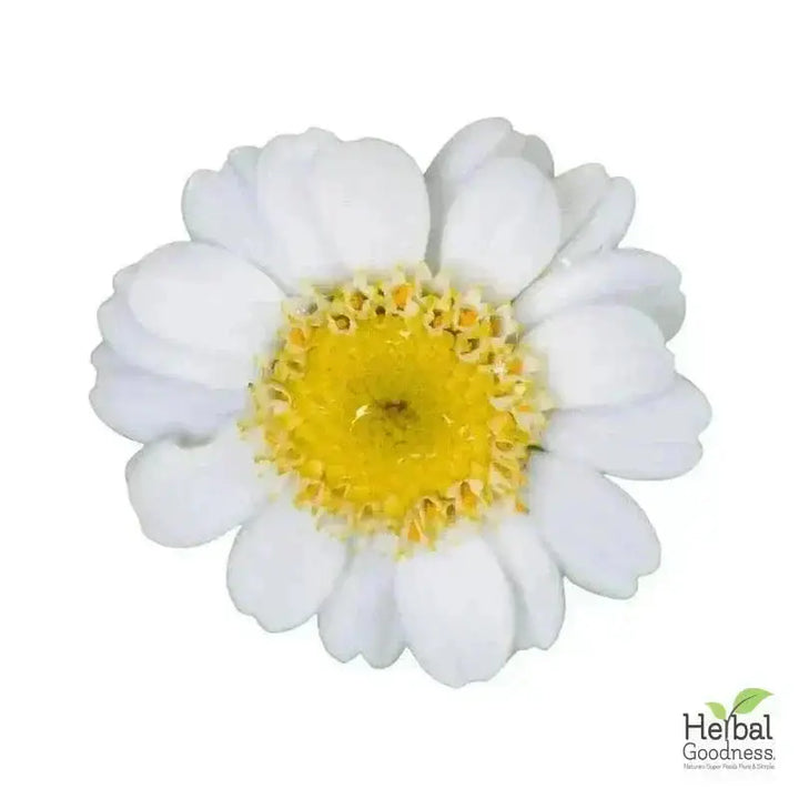 Bulk Herbs &amp; Roots - Organic 4oz Bags - Herbal Tea Bulk Herb Herbal Goodness Feverfew Leaf 