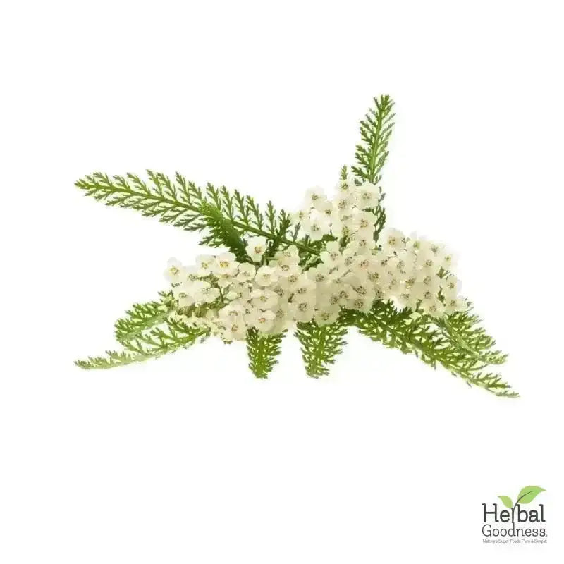 Bulk Herbs &amp; Roots - Organic 4oz Bags - Herbal Tea Bulk Herb Herbal Goodness Yarrow Root 