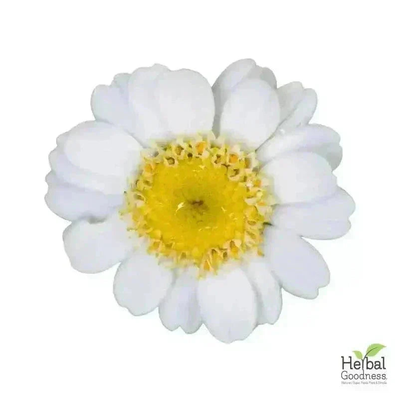 Bulk Herbs & Roots Online for Tea, Tinctures & DIY Wellness - Organic 4oz Bags Bulk Herb Herbal Goodness Feverfew Leaf 
