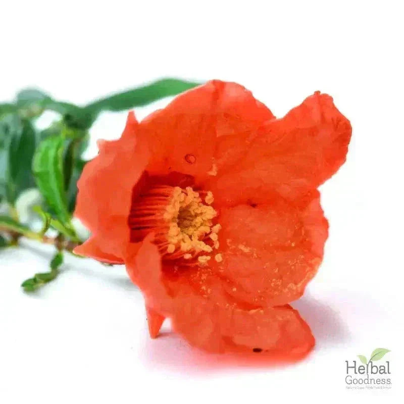 Bulk Herbs & Roots - Organic 4oz Bags - Herbal Tea Bulk Herb Herbal Goodness 