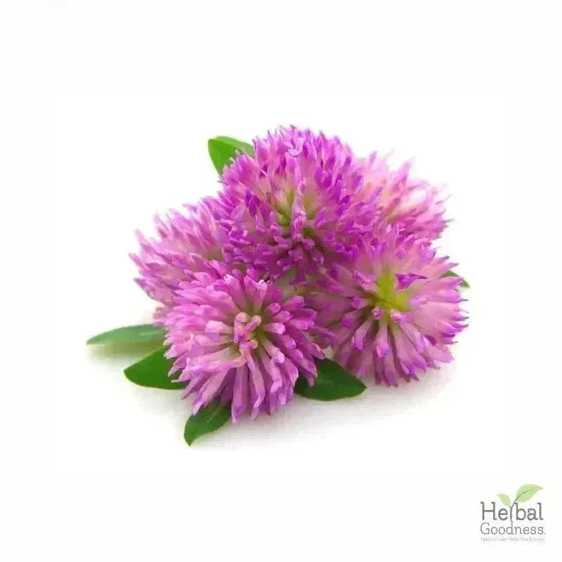 Bulk Herbs & Roots - Organic 4oz Bags - Herbal Tea Bulk Herb Herbal Goodness Red Clover 