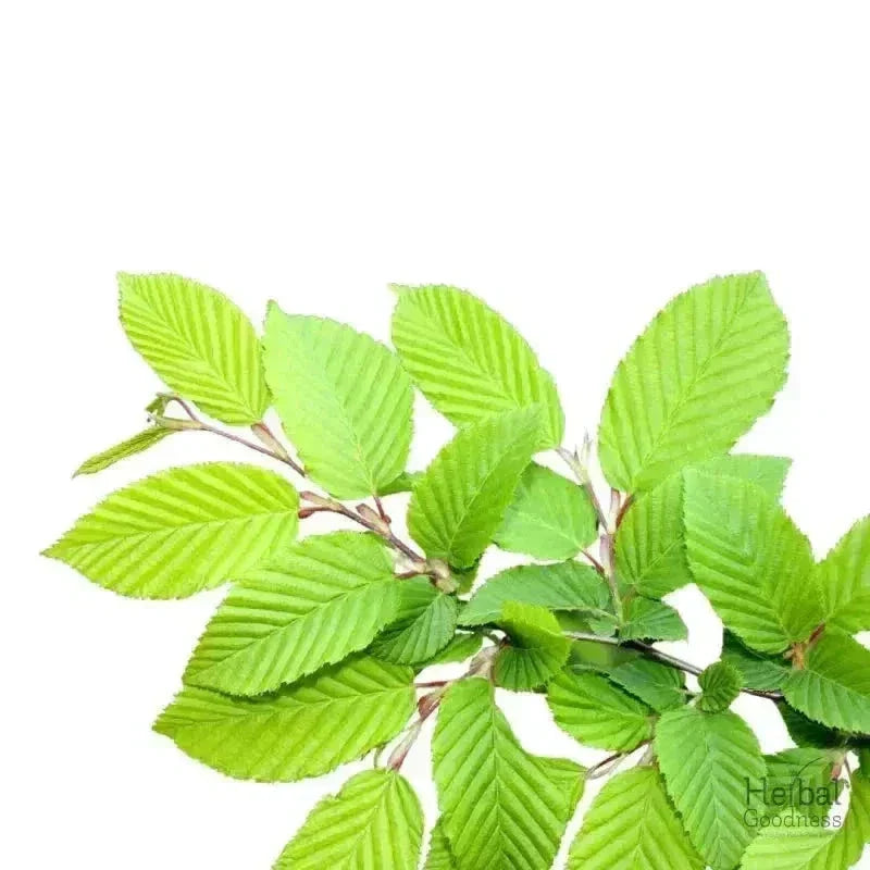 Bulk Herbs & Roots - Organic 4oz Bags - Herbal Tea Bulk Herb Herbal Goodness Slippery Elm 