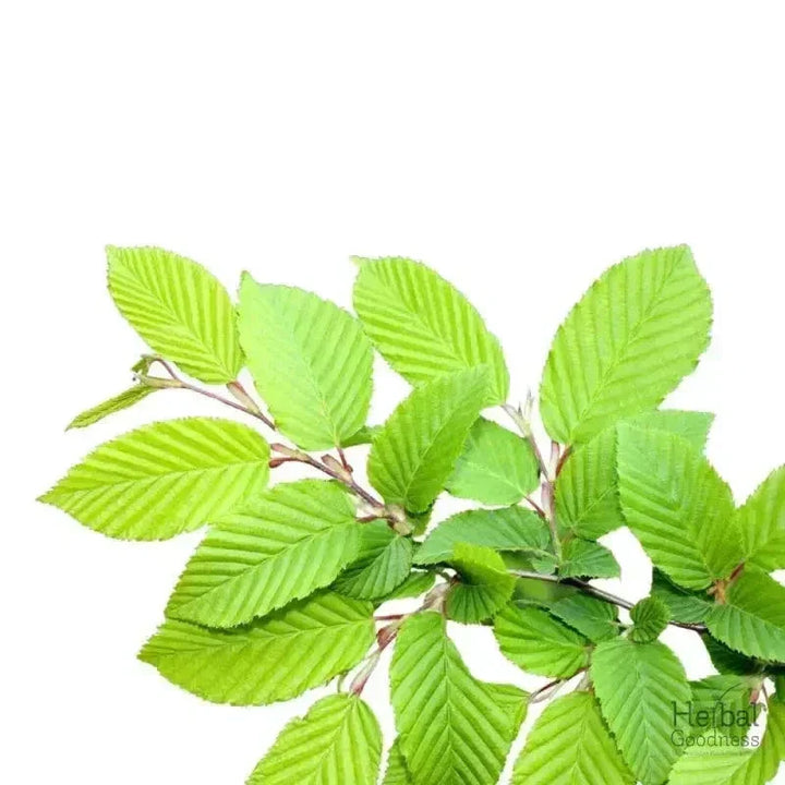 Bulk Herbs & Roots - Organic 4oz Bags - Herbal Tea Bulk Herb Herbal Goodness Slippery Elm 