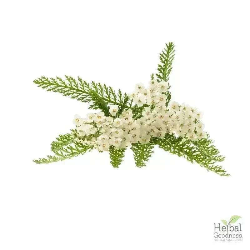 Bulk Herbs & Roots - Organic 4oz Bags - Herbal Tea Bulk Herb Herbal Goodness Yarrow Root 