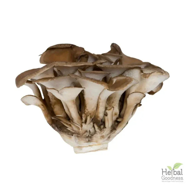 Bulk Mushroom Powders 4oz | Powerful Adaptogens for Immune & Cognitive Support Powder Herbal Goodness Maitake 