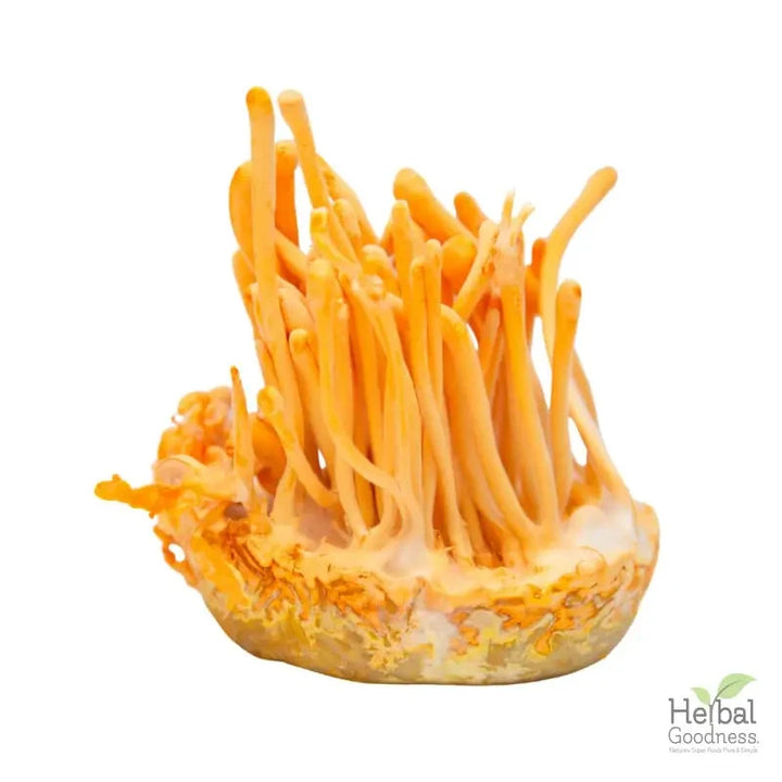 Bulk Mushroom Powders 4oz | Powerful Adaptogens for Immune & Cognitive Support Powder Herbal Goodness Cordyceps 
