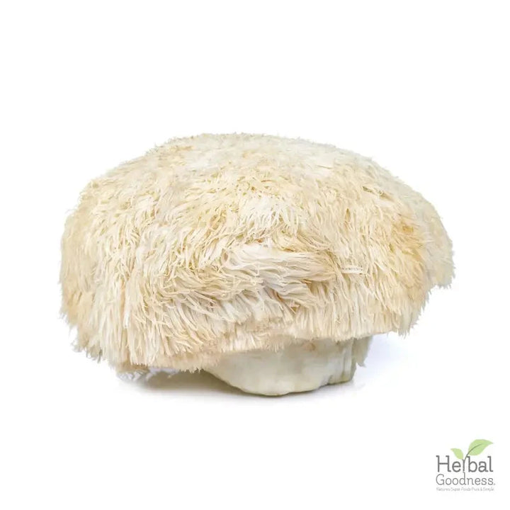 Bulk Mushroom Powders 4oz | Powerful Adaptogens for Immune & Cognitive Support Powder Herbal Goodness Lion's Mane 