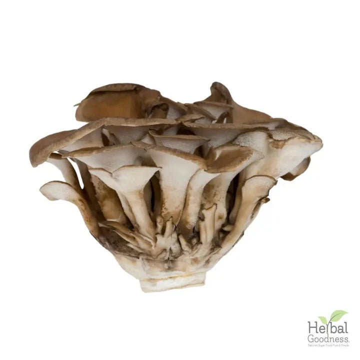 Bulk Mushroom Powders 4oz | Powerful Adaptogens for Immune & Cognitive Support Powder Herbal Goodness Maitake 