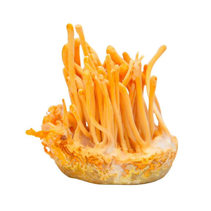 Bright orange Cordyceps mushrooms showcasing natural ingredients for Mushroom Powders