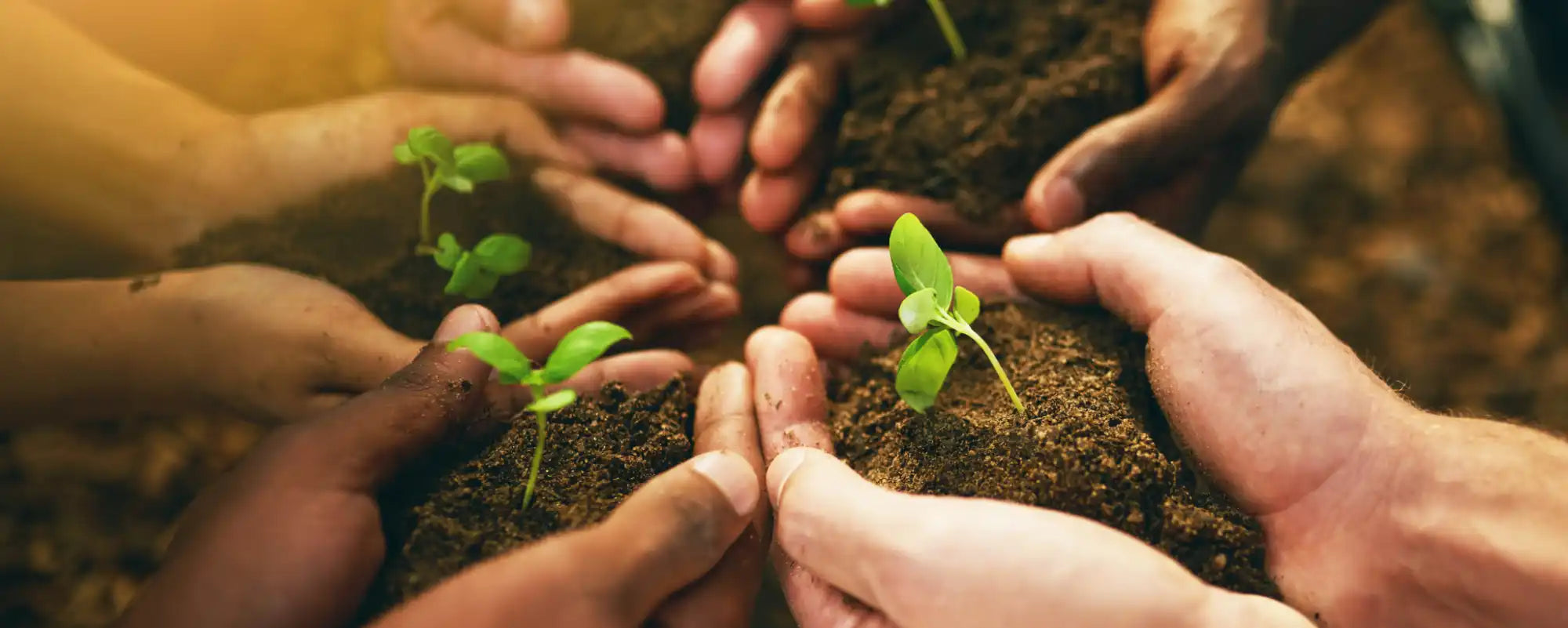 Multiple hands gently holding soil and young green seedlings.