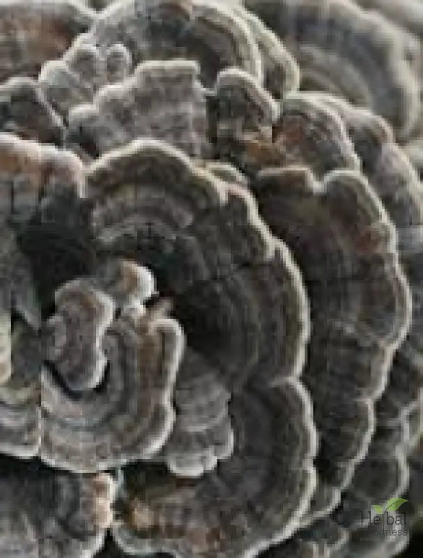 Gray layered fungus with ridges, ideal for enhancing brain power in mushroom powders