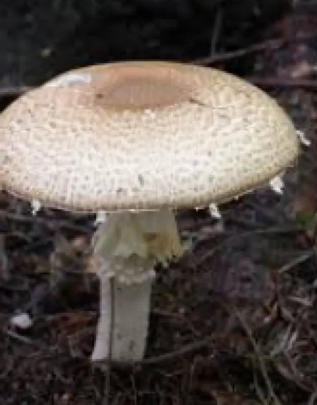 White mushroom with scales in Mushroom Powders for enhanced brain power and Lion’s Mane benefits