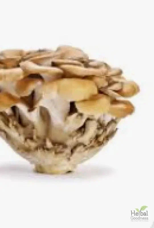 Mushroom Powders - 8 oz pouch - All-Natural Health Boost - Herbal Goodness Powder Herbal Goodness Maitake 