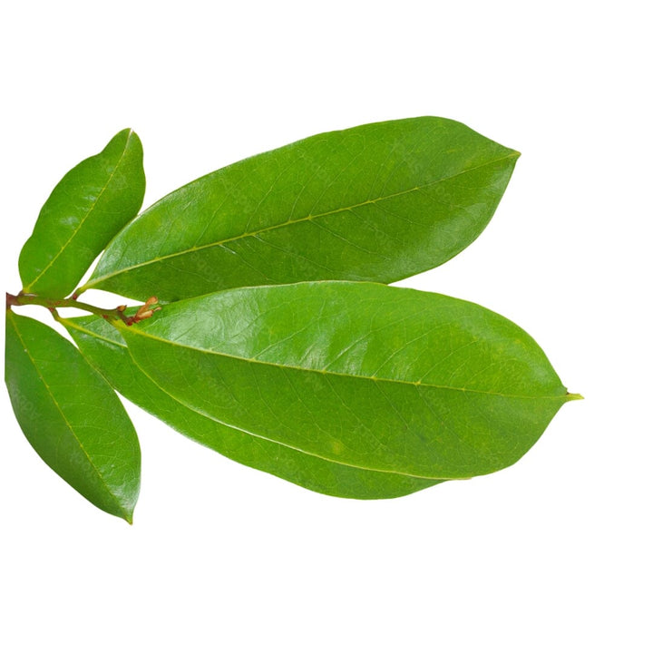 Premium Bulk Herbs Herbal Goodness Soursop (Graviola) Leaf 8oz 