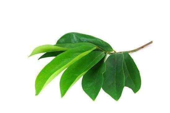 Soursop Graviola Leaf Tea - 100% Organic - Cell rejuvination Herbal Goodness 