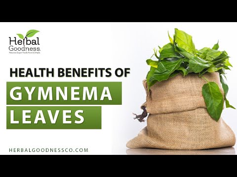Gymnema (Sylvestre) Leaf Extract - Organic - Tea 24/2g - Gut Support & Sugar Regulator - Herbal Goodness